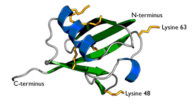 泛素空間結(jié)構(gòu)模型