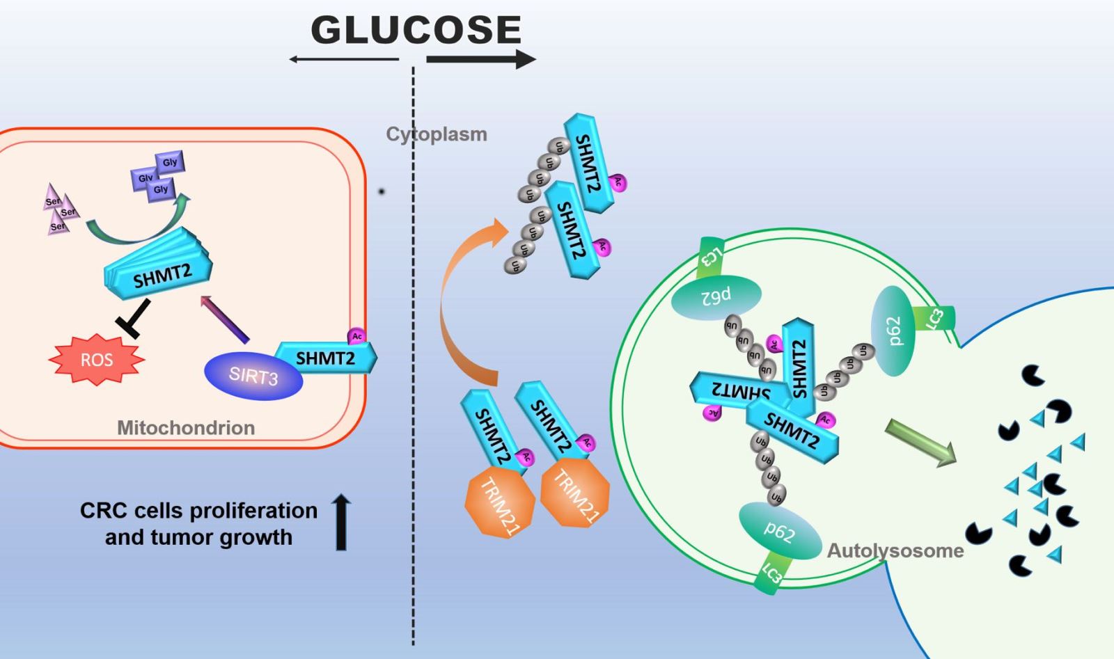 Deacetylation of serine hydroxymethyl-transferase 2 by SIRT3 promotes colorectal carcinogenesis
