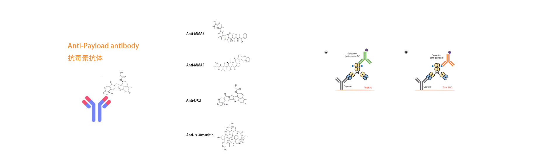 重組蛋白表達(dá)