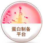 蛋白制備平臺(tái)